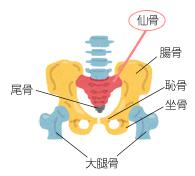 仙骨とハラ